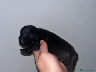 Bulldog Francés perros Macho de Bulldog Frances cachorro - Anuncio 2