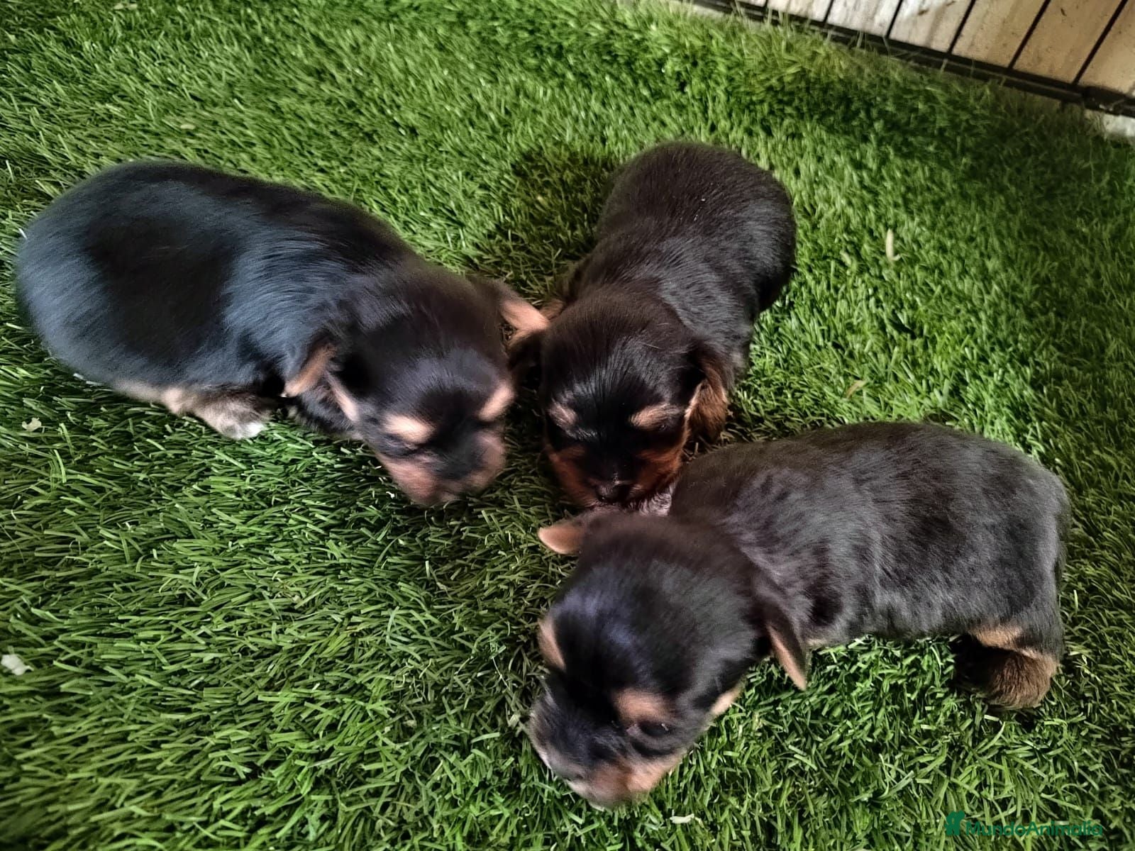 Yorkshire Terrier perros Nueva Camada de Yorkshire Toy - Anuncio 2