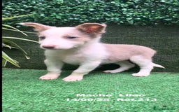 Border Collie perros en venta: BORDER COLLIE color lilac - Imagen 15