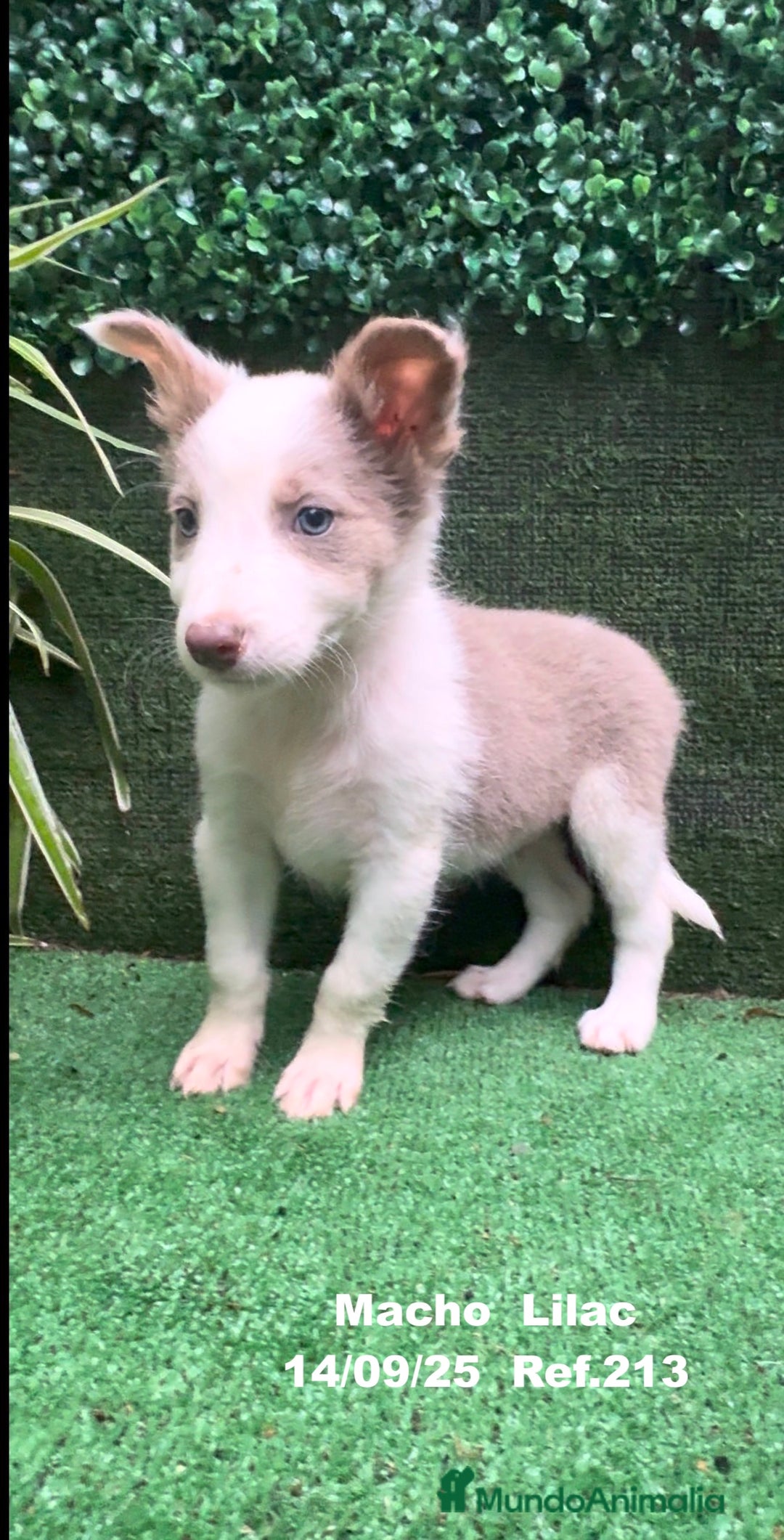 Border Collie perros en venta: BORDER COLLIE color lilac - Imagen 15