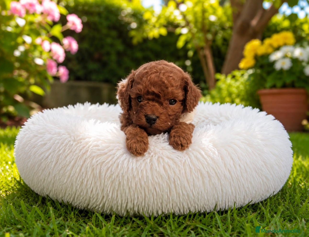 Caniche Toy perros CANICHE ASIATICO - Anuncio 1