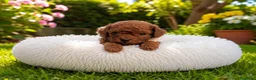 Caniche Toy perros en venta: CANICHE ASIATICO - Anuncio 1