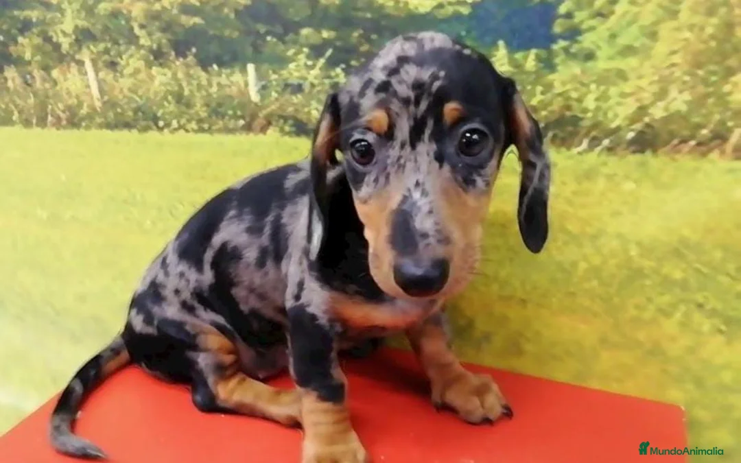 Teckel Miniatura perros en venta: Teckel miniatura - Anuncio 3