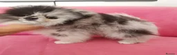 Pomerania perros en venta: Pomerania TOY Merle macho espectacular  - Anuncio 5