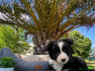 Border Collie perros BORDER COLLIE CLASICOS - Anuncio 7