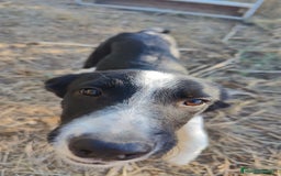 Border Collie perros en venta: Últimos border collie disponibles - Imagen 10