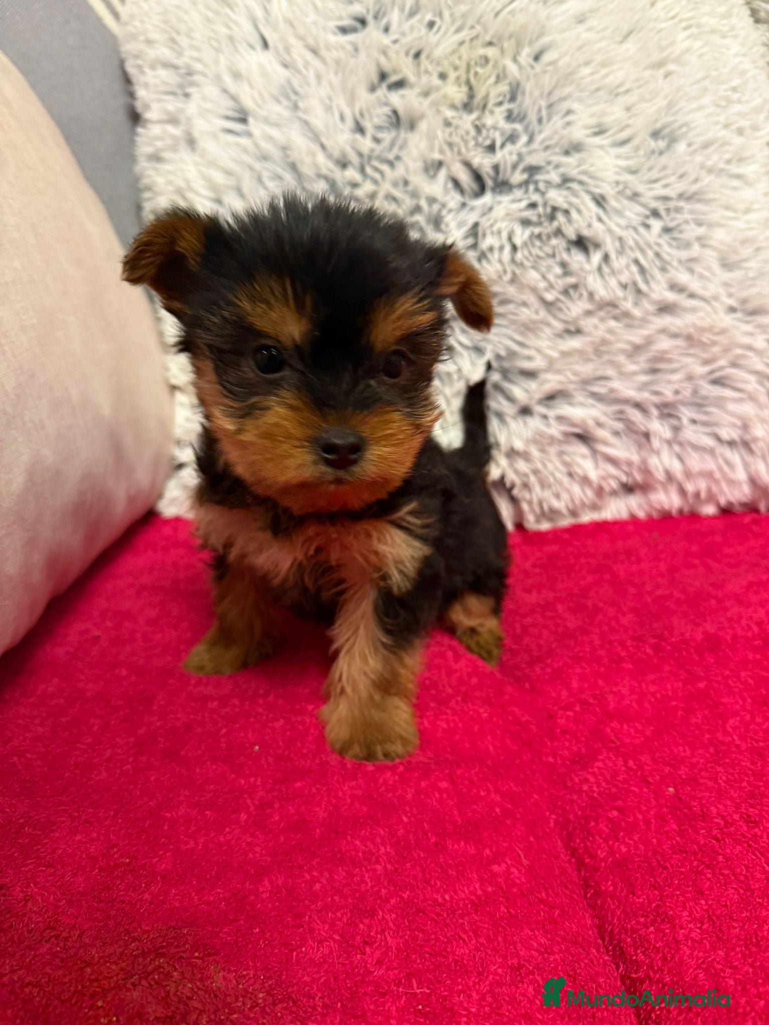 Yorkshire Terrier perros Yorkshire. - Anuncio 3