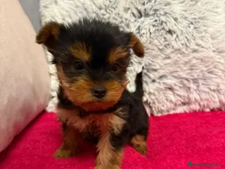 Yorkshire Terrier perros Yorkshire. - Anuncio 9