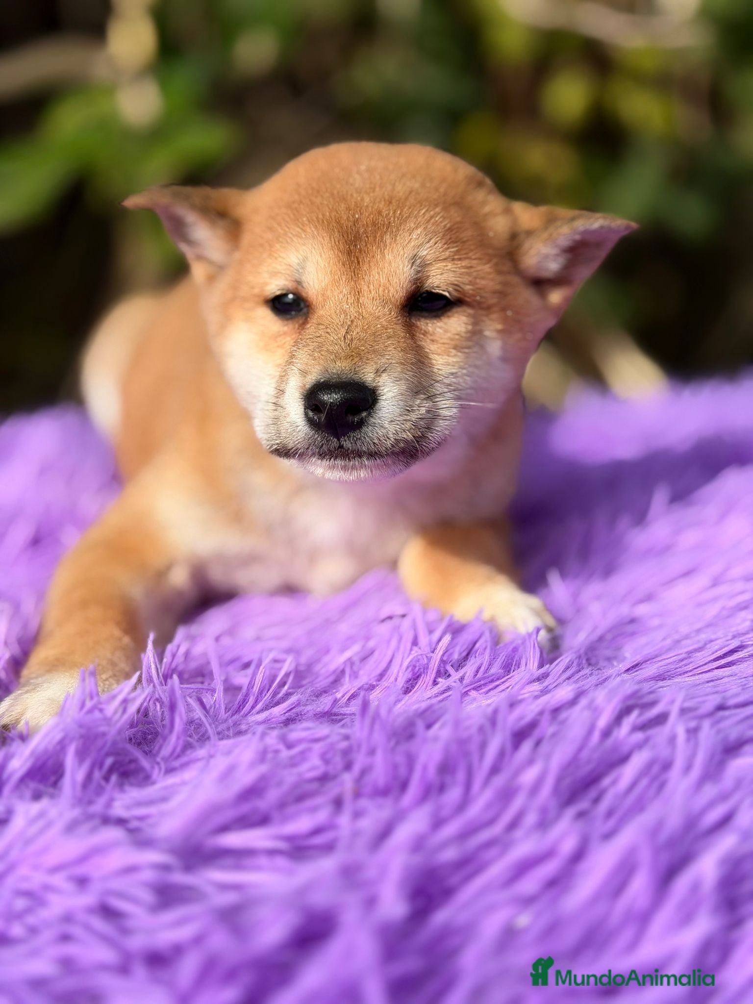 Shiba Inu perros Shiba Inu Rojo - Anuncio 35