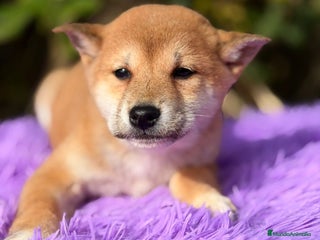 Shiba Inu perros Shiba Inu Rojo - Anuncio 1