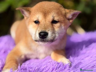 Shiba Inu perros Shiba Inu Rojo - Anuncio 17