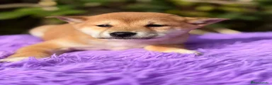 Shiba Inu Cachorro 3