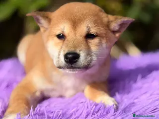 Shiba Inu perros Shiba Inu Rojo - Anuncio 7