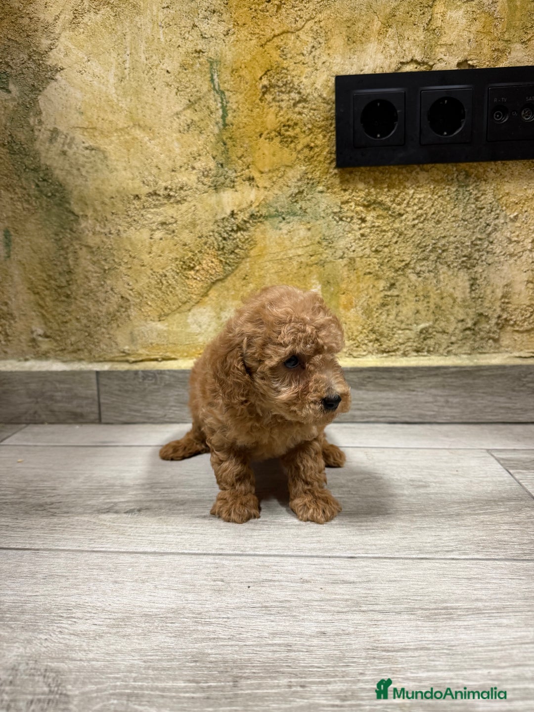 Caniche Toy perros en venta: Caniche toy - Anuncio 2