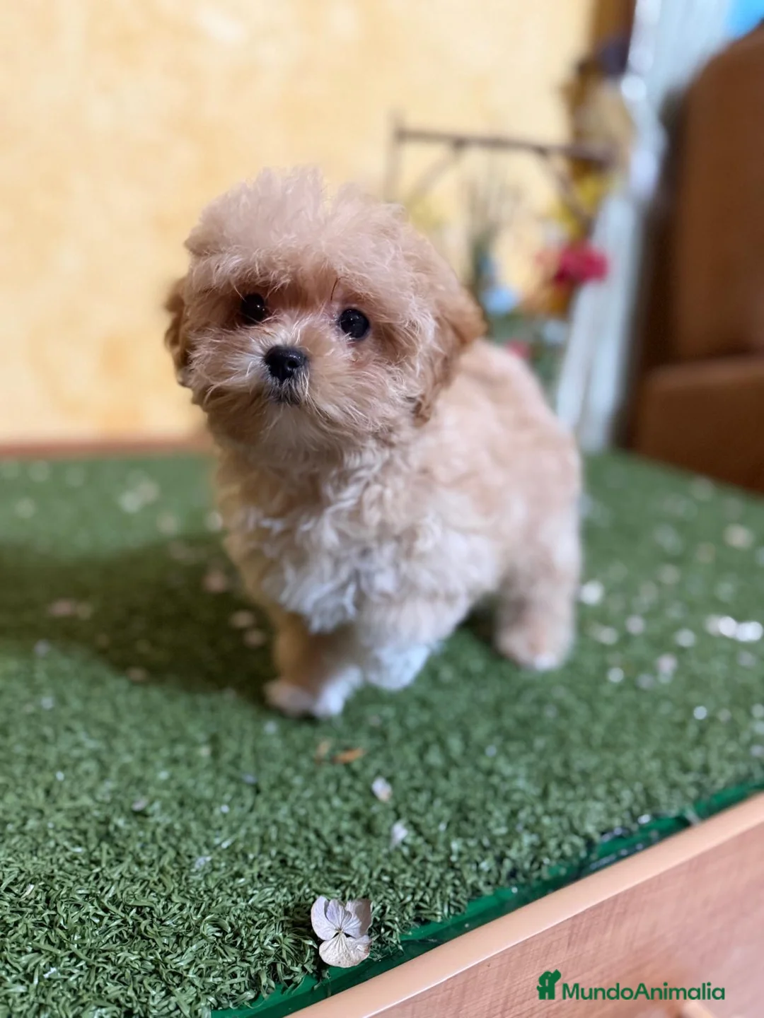 Maltipoo perros en venta: Maltipoo  - Anuncio 5