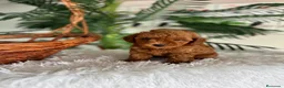 Caniche Toy perros en venta: CANICHE TOY  - Anuncio 11