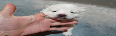 Shiba Inu 1