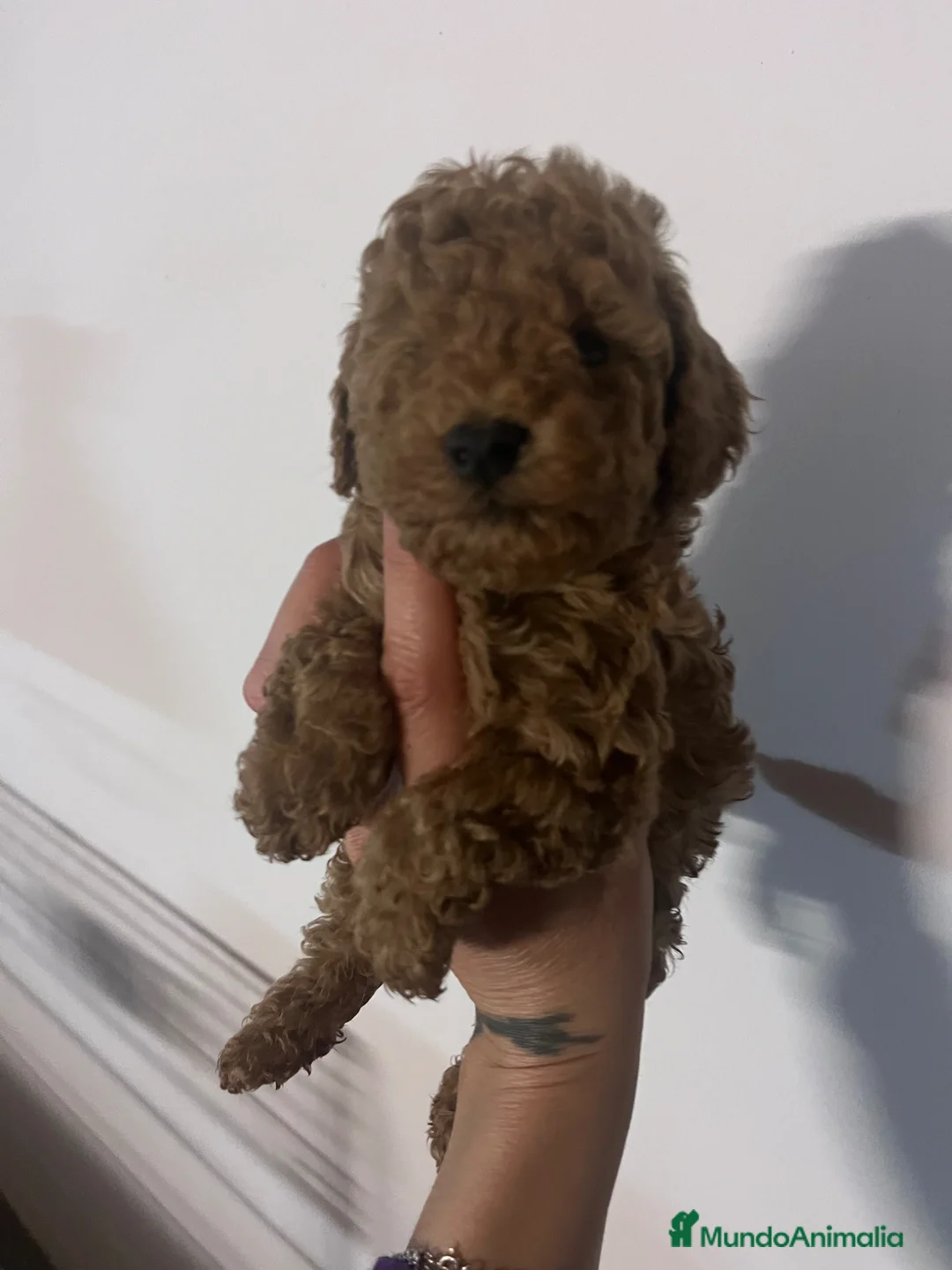 Caniche Toy perros en venta: Caniches toy  - Anuncio 2