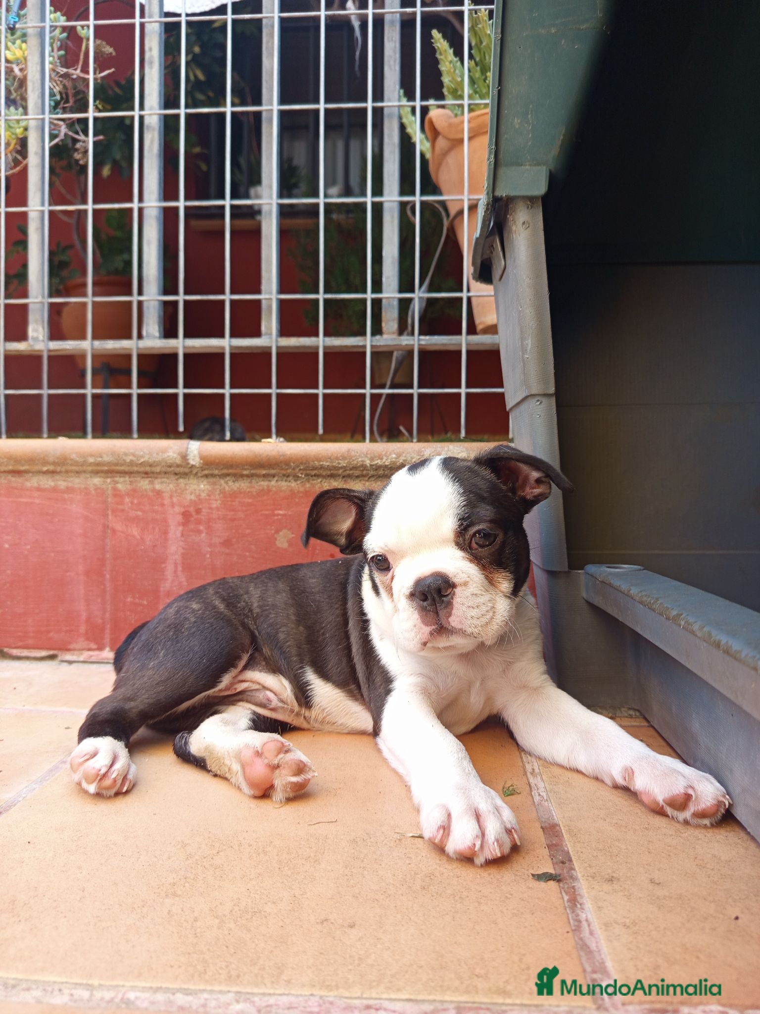 Boston Terrier perros Boston Terrier  - Anuncio 7