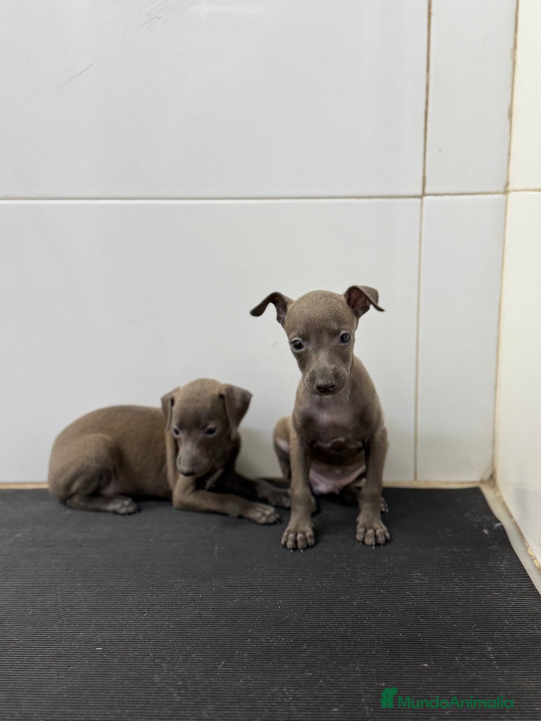Pequeño Lebrel Italiano perros en venta: Piccolo Italiano 700€ ¡PRECIO REAL! - Anuncio 3