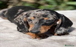 Teckel Miniatura perros en venta: TECKEL MINIATURA DISPONIBLES - Imagen 1