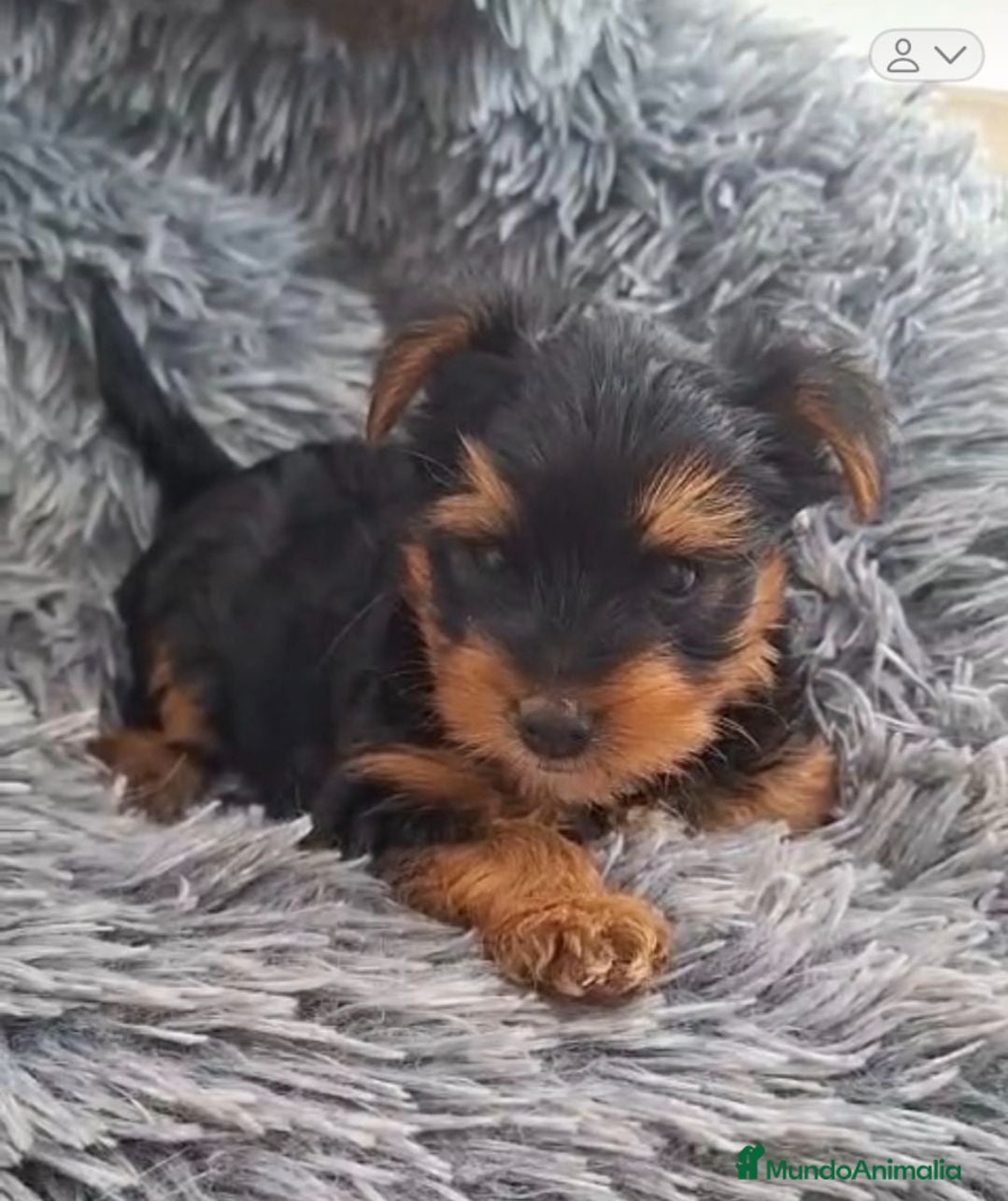 Yorkshire Terrier perros Yorsay toy - Anuncio 1