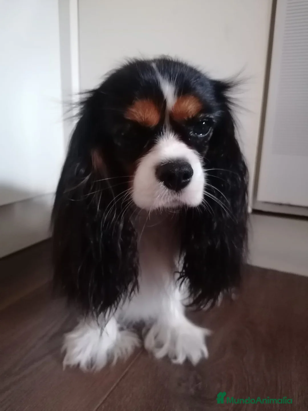 Cavalier King Charles Spaniel perros en venta: Cachorra de Cavalier King Charles - Anuncio 1