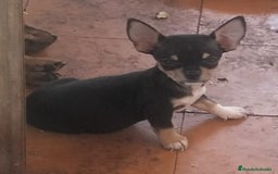 Chihuahua perros en venta: Chihuahua mini macho - Imagen 3
