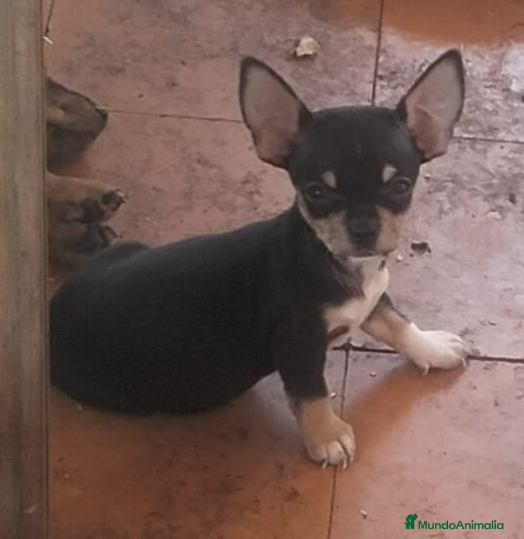 Chihuahua perros en venta: Chihuahua mini macho - Imagen 3