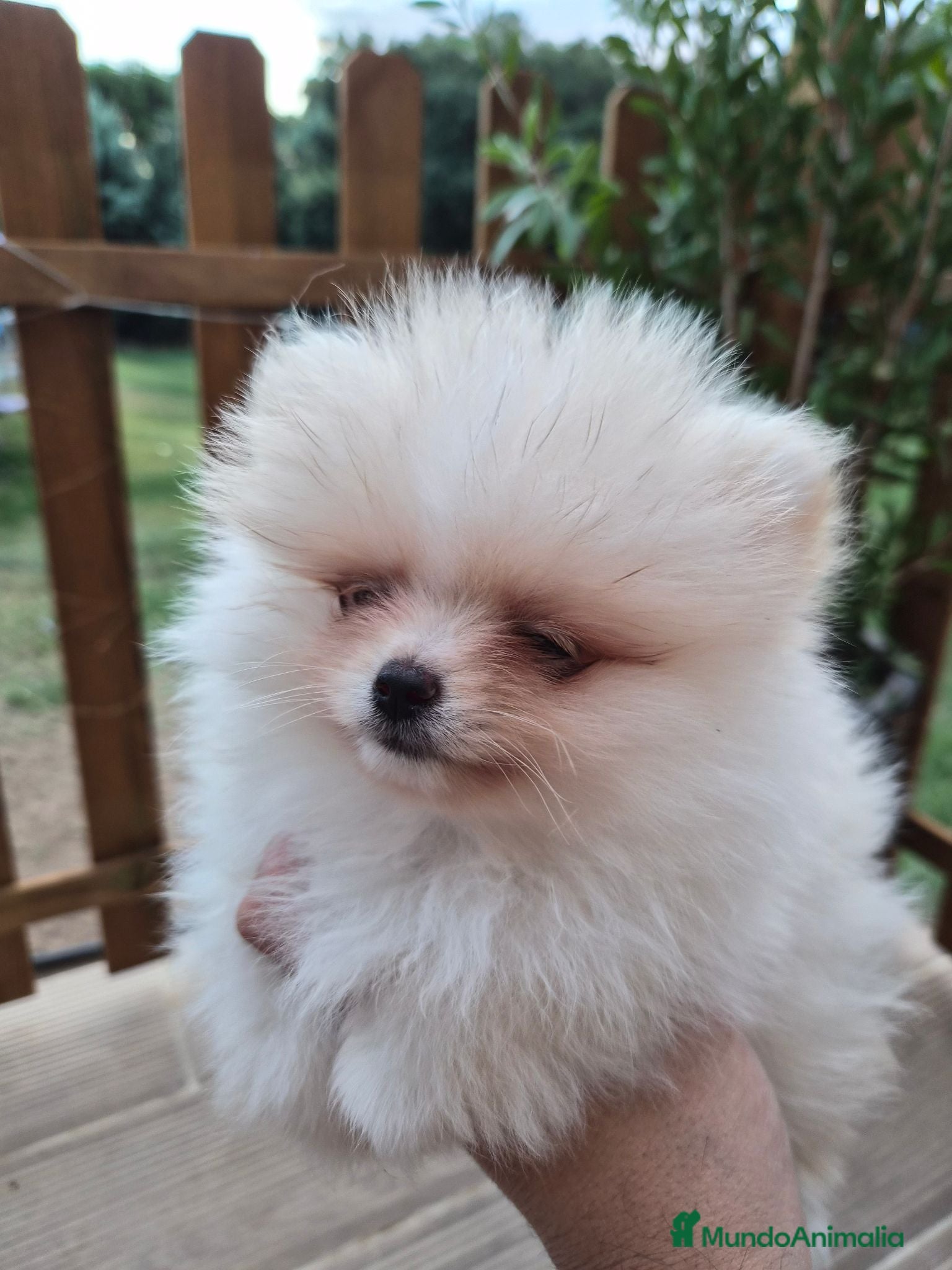 Pomerania perros Pomerania toy - Anuncio 1