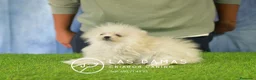 Pomerania perros en venta: Pomerania hembra disponible - Anuncio 2