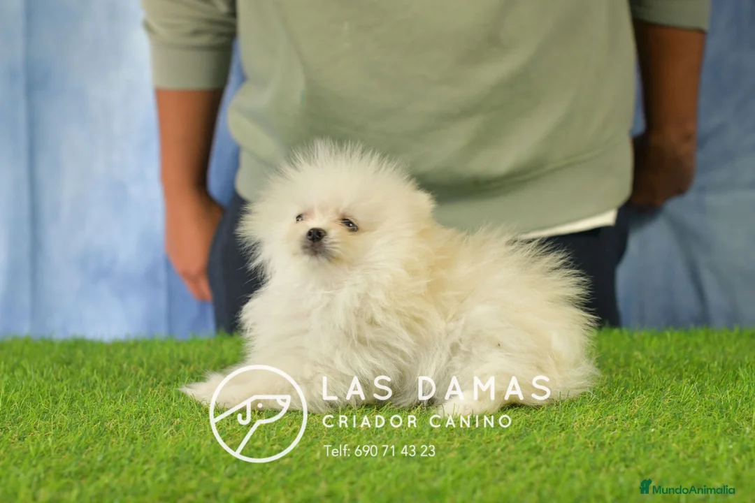 Pomerania perros en venta: Pomerania hembra disponible - Anuncio 2