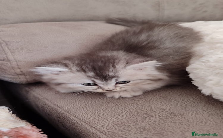 Británico de Pelo Largo gatos - Anuncio 3