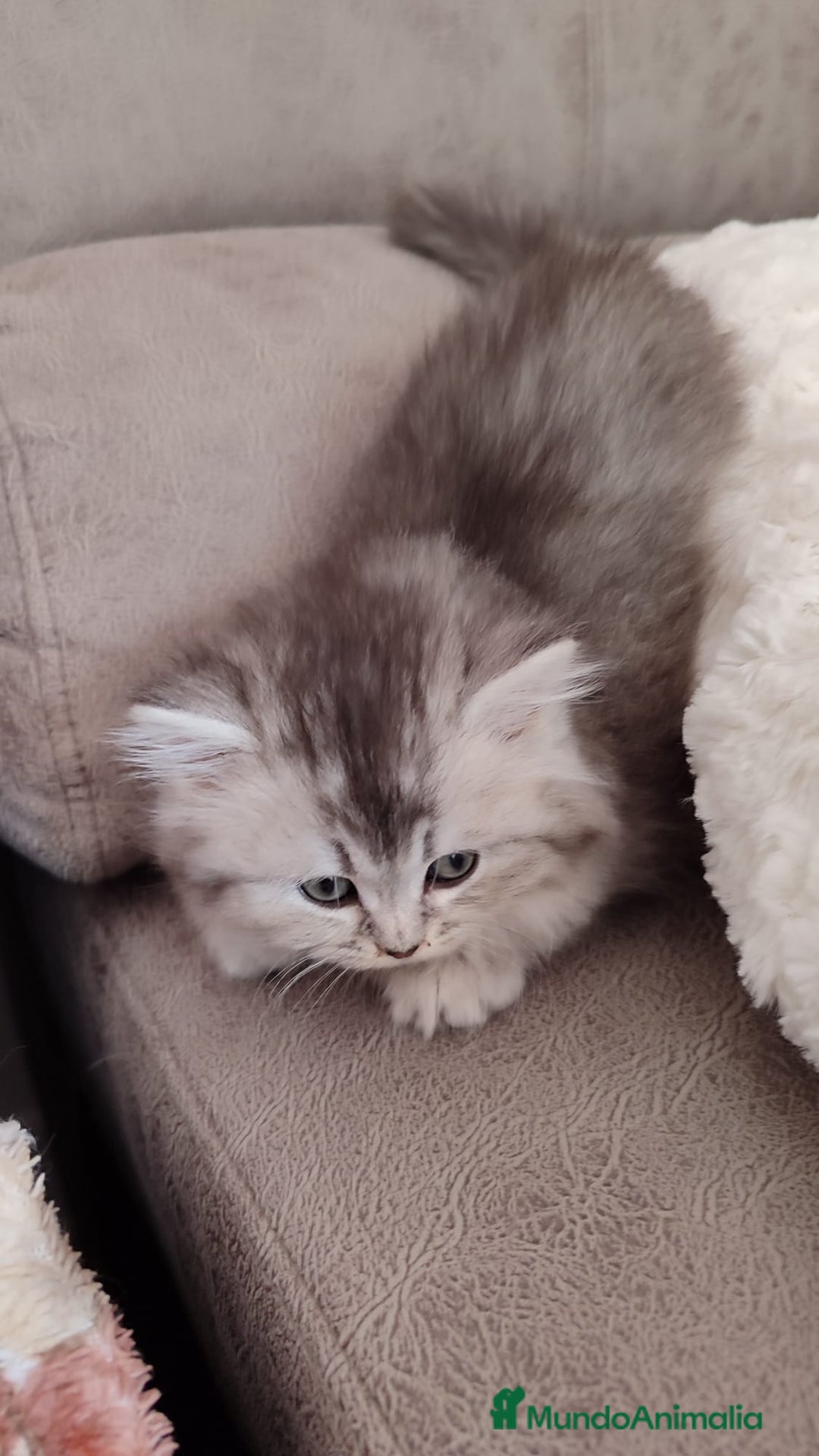 Británico de Pelo Largo gatos en venta: Hembra British Longhair - Imagen 1