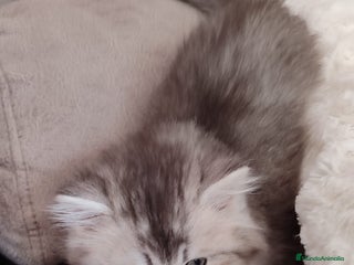 Británico de Pelo Largo gatos - Anuncio 11