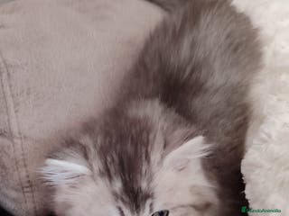 Británico de Pelo Largo gatos Hembra British Longhair - Anuncio 1