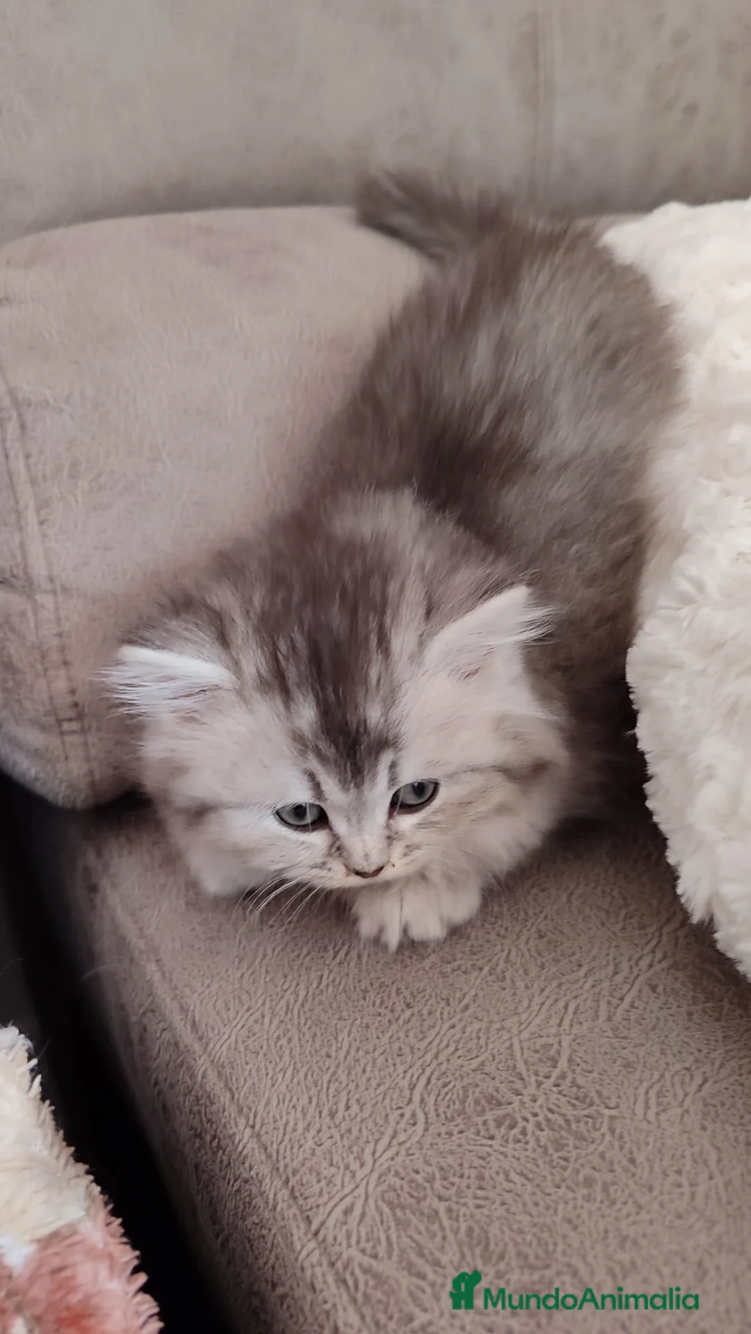 Británico de Pelo Largo gatos en venta: Hembra British Longhair - Anuncio 1