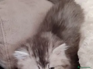 Británico de Pelo Largo gatos Hembra British Longhair - Anuncio 2