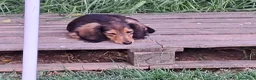 Teckel Miniatura perros en venta: Teckel miniatura de pelo largo  - Anuncio 13