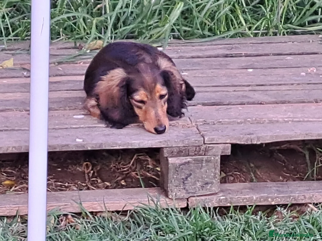 Teckel Miniatura perros en venta: Teckel miniatura de pelo largo  - Anuncio 13
