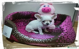 Chihuahua perros en venta: chihuahuas - Imagen 5