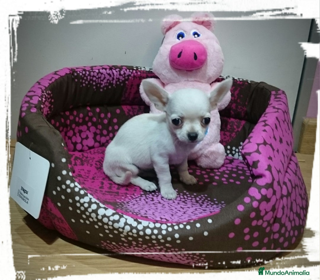 Chihuahua perros en venta: chihuahuas - Imagen 5