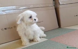 Bichón Maltés perros en venta: Bichon maltés toy  - Imagen 5
