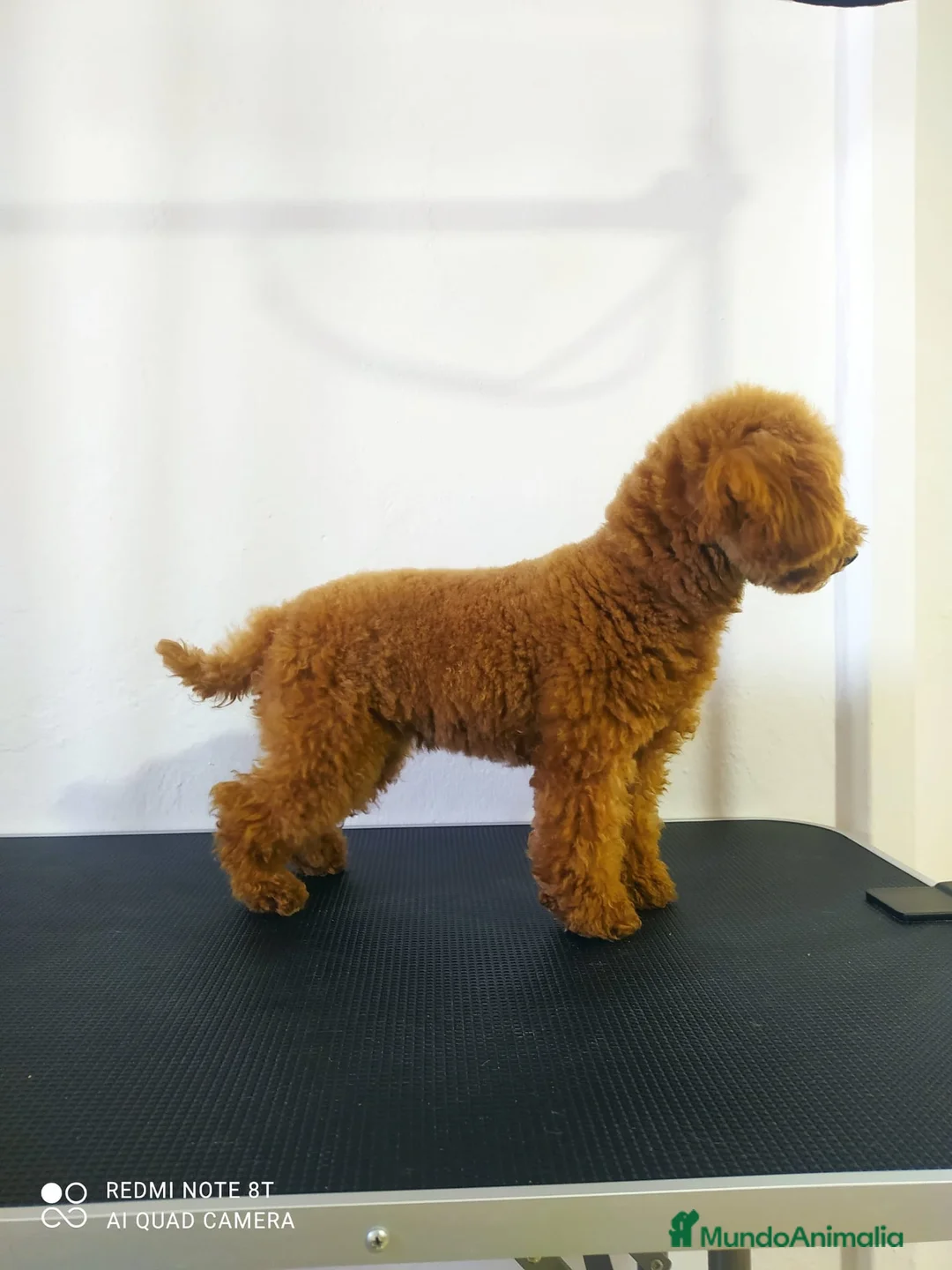 Caniche Toy perros en venta: Caniche toy - Anuncio 1