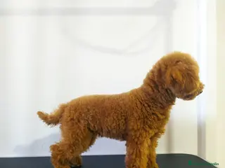 Caniche Toy perros Caniche toy - Anuncio 1