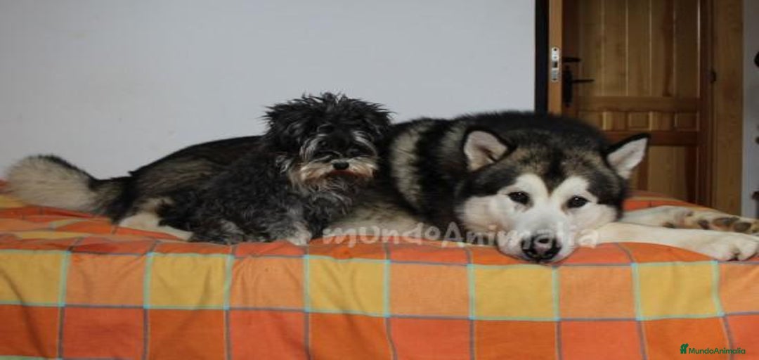 Imagen de galería {{count}}