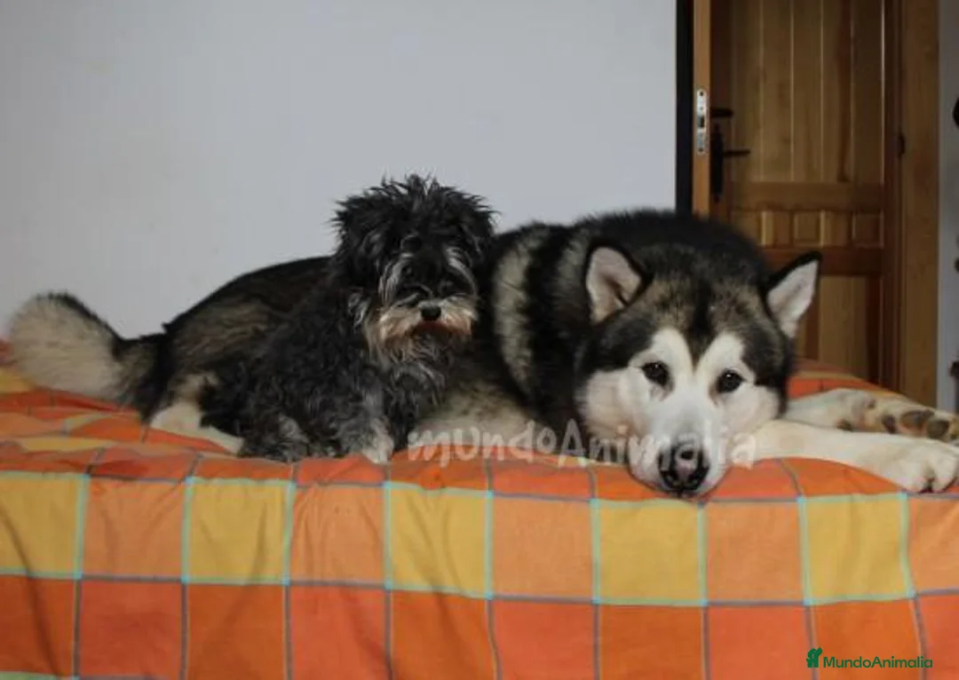 Imagen de galería {{count}}