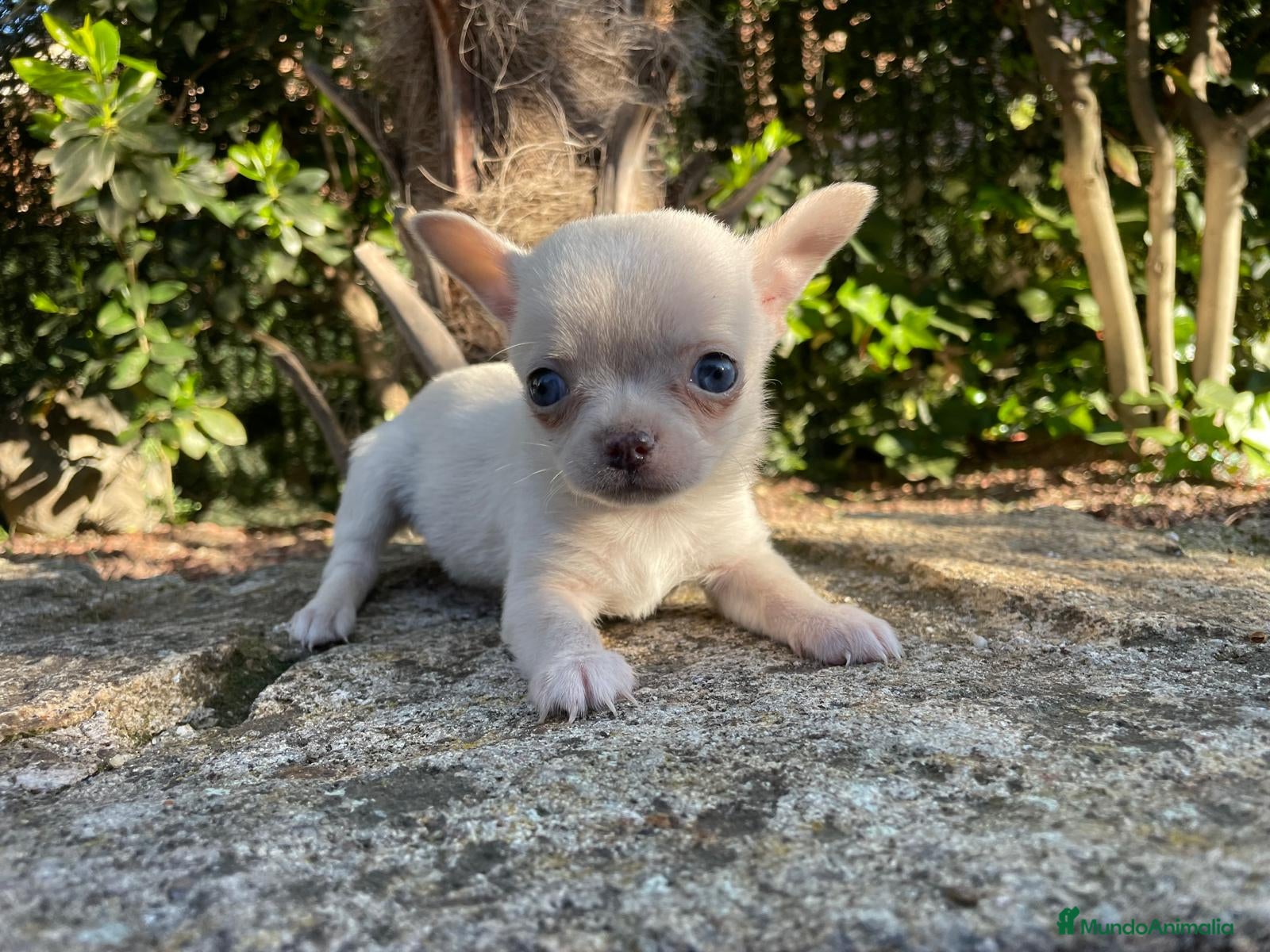Chihuahua perros chihuahua - Anuncio 1