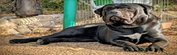 Cane Corso perros en venta: Impresionantes cane corsos maxima calidad - Anuncio 8