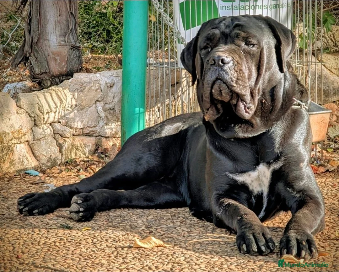 Cane Corso perros en venta: Impresionantes cane corsos maxima calidad - Anuncio 8